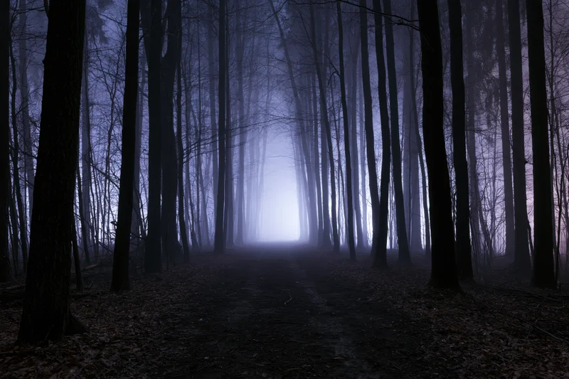 Dark forest path lined with bare trees in dense fog at night