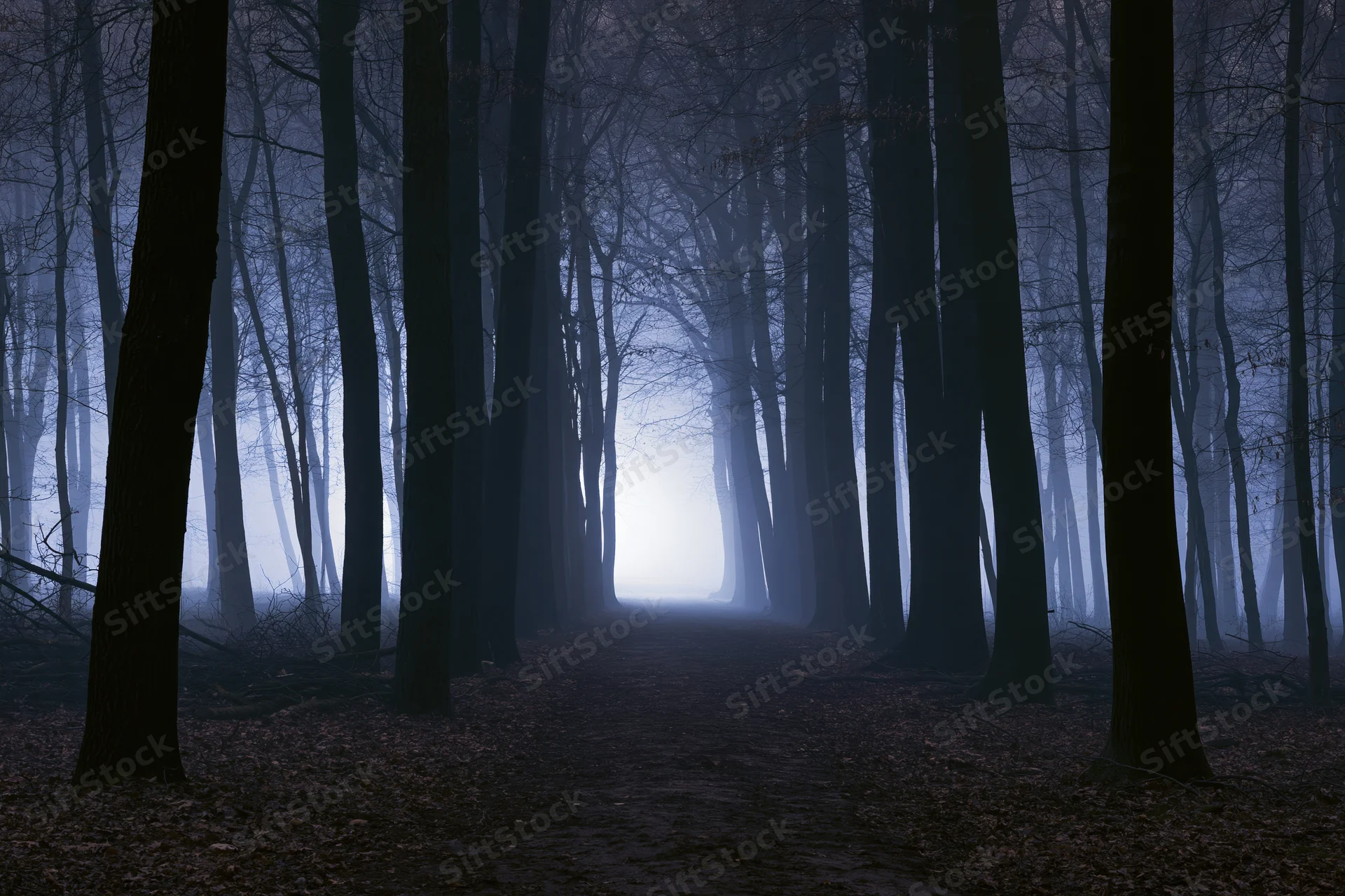 A narrow path winds through a bare deciduous forest at night, surrounded by tall trees in dense fog with a faint glow in the distance