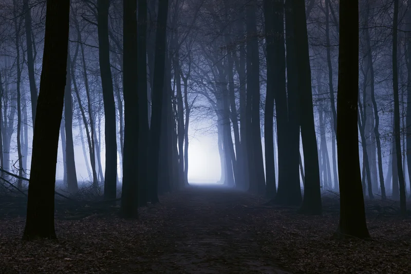 A narrow path winds through a bare deciduous forest at night, surrounded by tall trees in dense fog with a faint glow in the distance