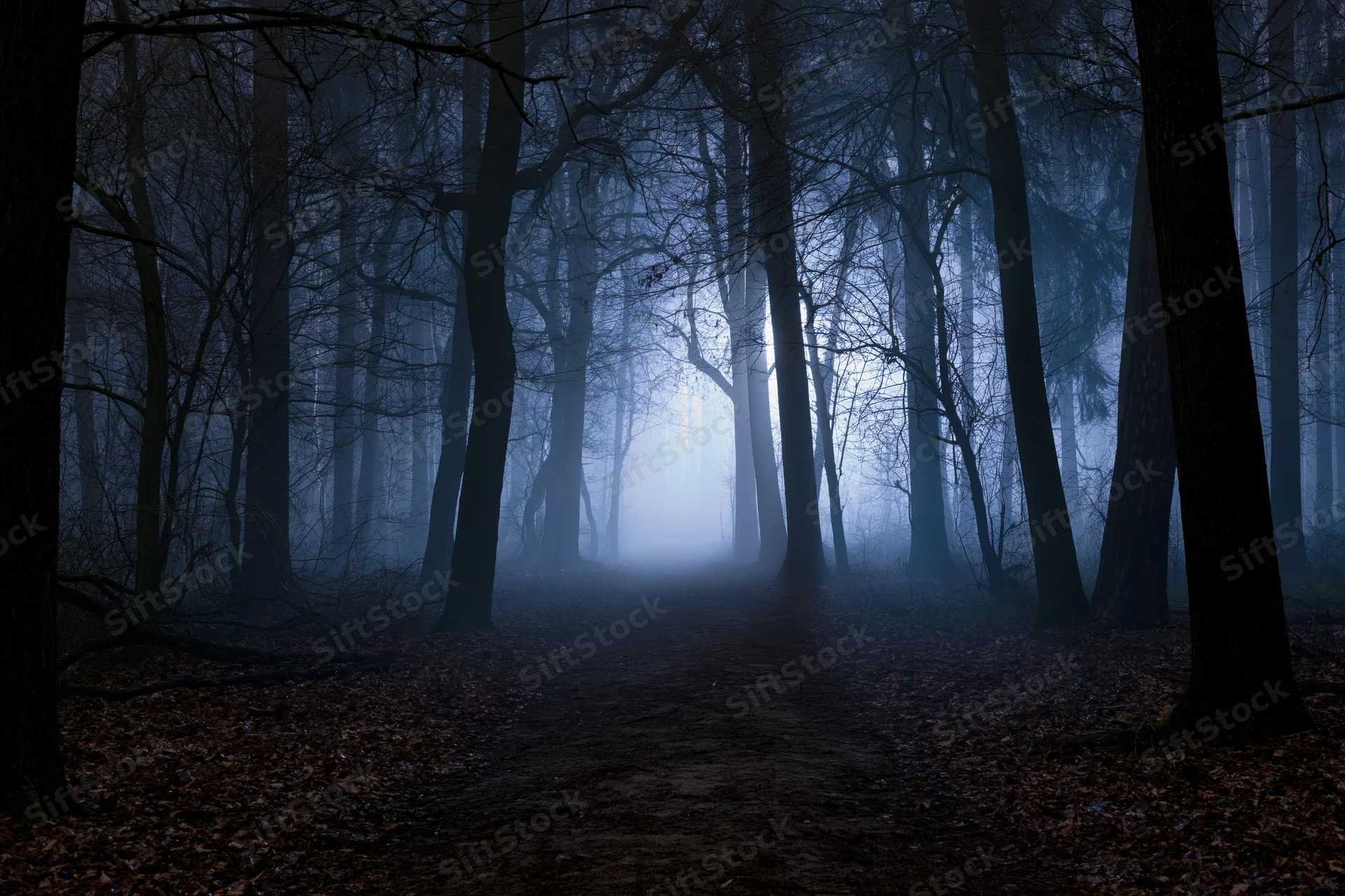 Dark forest path winding through bare trees in dense fog at night