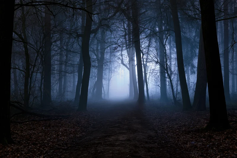Dark forest path winding through bare trees in dense fog at night