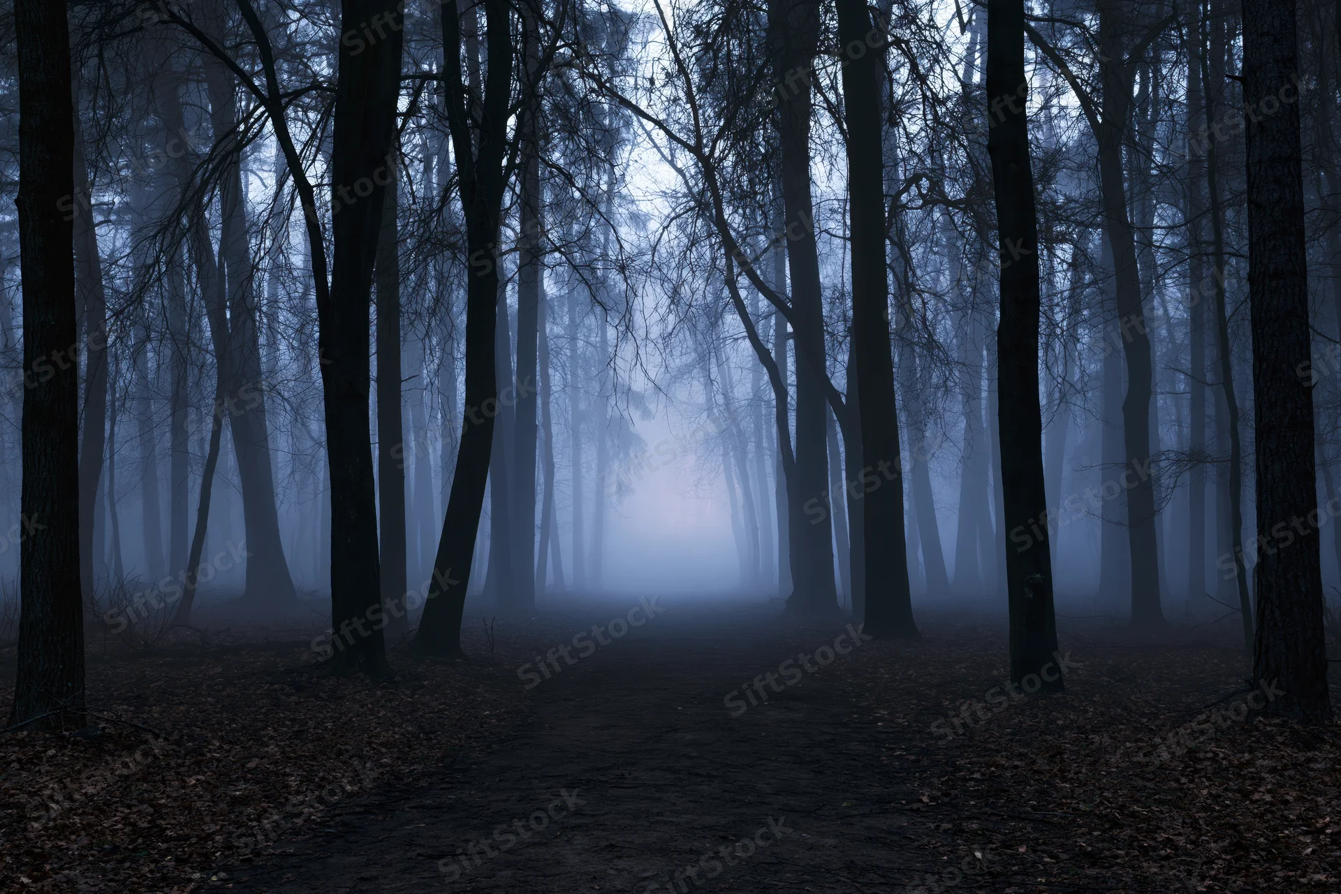 Foggy forest path at night with bare trees and dim light filtering through the mist