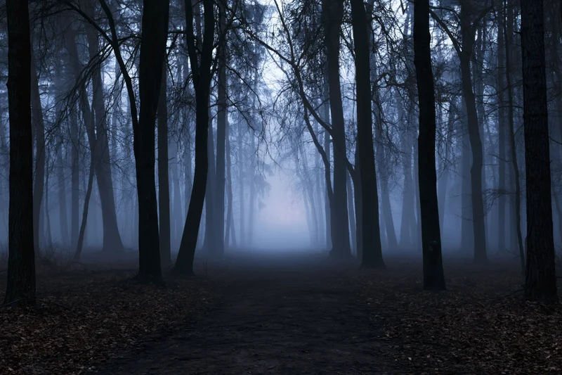 Foggy forest path at night with bare trees and dim light filtering through the mist