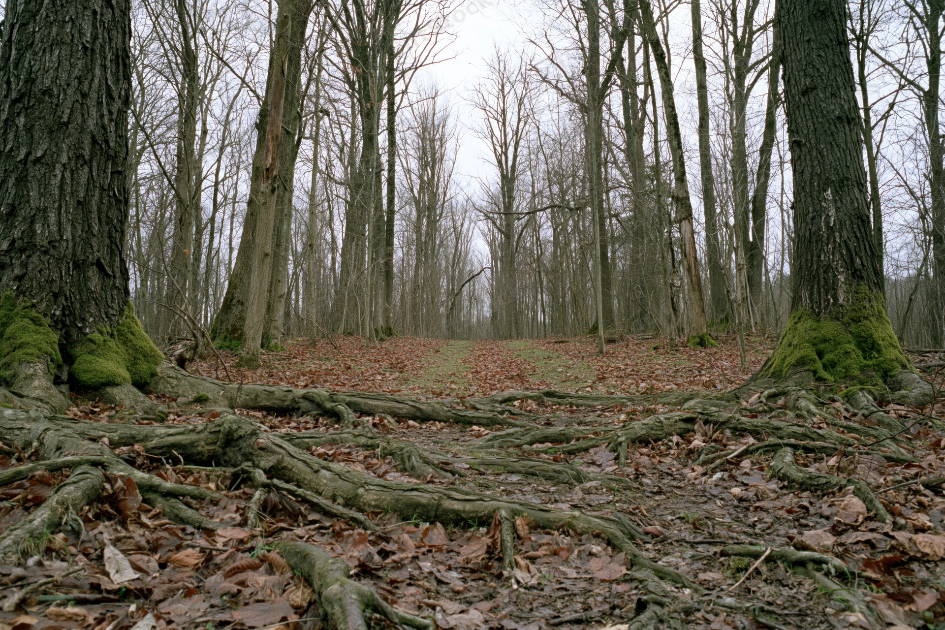 Bare deciduous trees with exposed roots and mossy trunks in a forest during late autumn or early spring