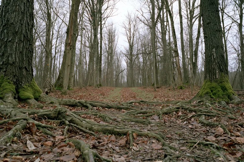 Bare deciduous trees with exposed roots and mossy trunks in a forest during late autumn or early spring