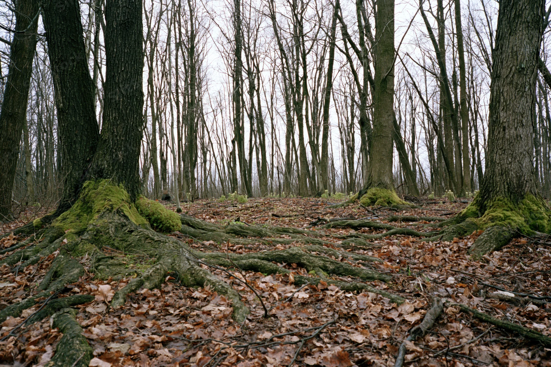 Gnarled tree roots covered in moss among fallen leaves in a bare deciduous forest