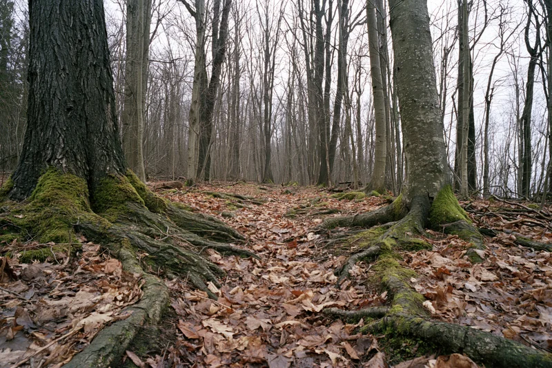 Bare deciduous trees with gnarled roots and moss in a forest path covered in fallen leaves