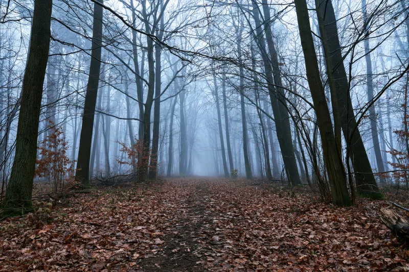 Forest path covered in fallen leaves lined by bare deciduous trees in foggy autumn woodland