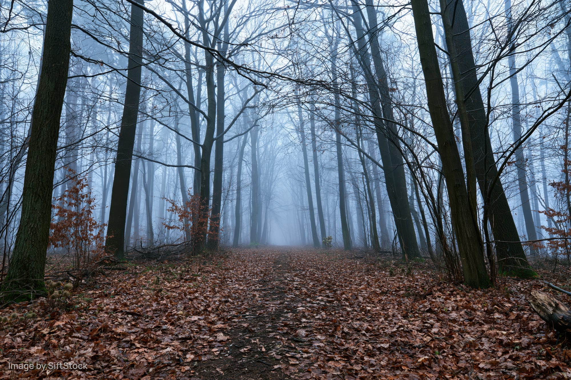 Forest path covered in fallen leaves lined by bare deciduous trees in foggy autumn woodland