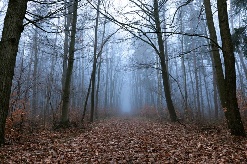 Leaf-covered forest path lined with bare deciduous trees in foggy autumn woodland