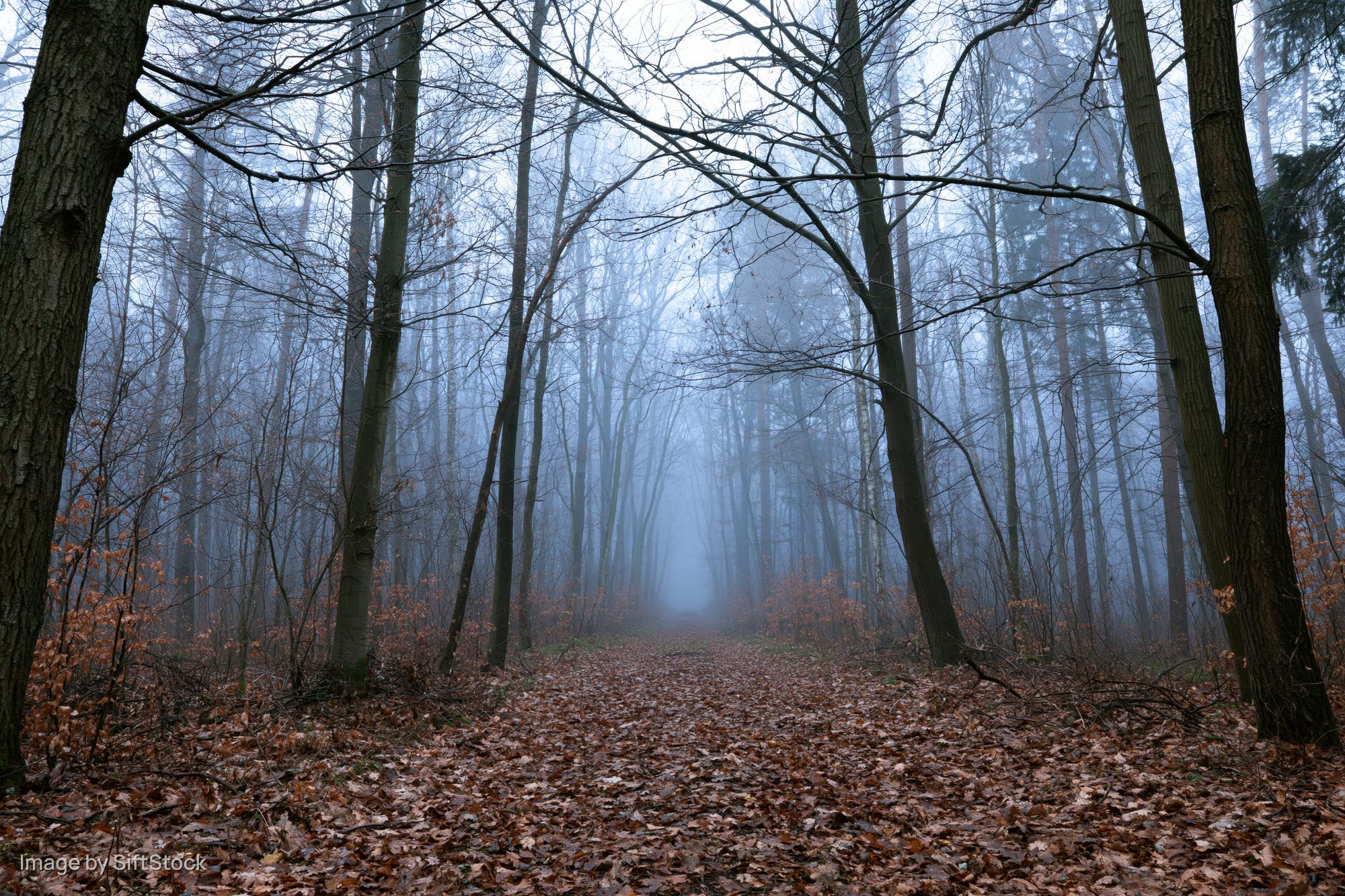 Leaf-covered forest path lined with bare deciduous trees in foggy autumn woodland