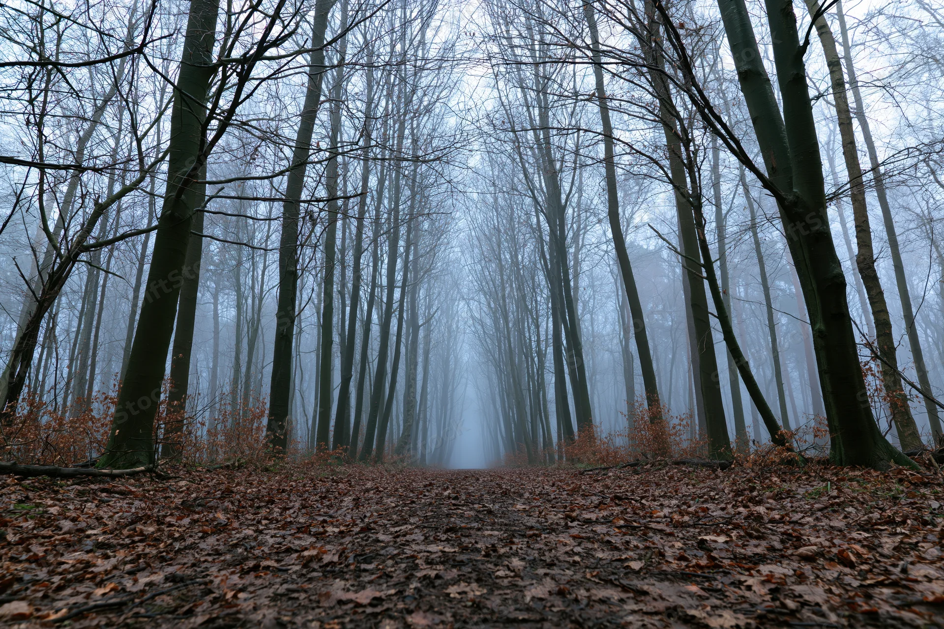 Leaf-covered forest path lined with bare deciduous trees in foggy autumn woodland