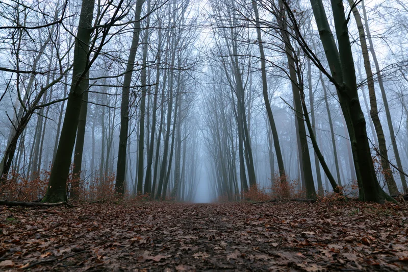 Leaf-covered forest path lined with bare deciduous trees in foggy autumn woodland