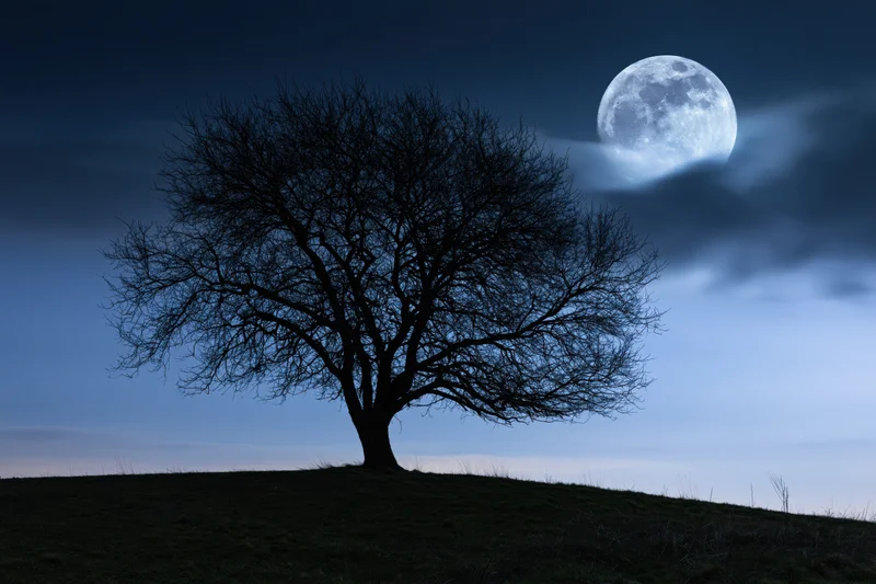 Bare tree silhouetted against a full moon rising over a grassy hill at night