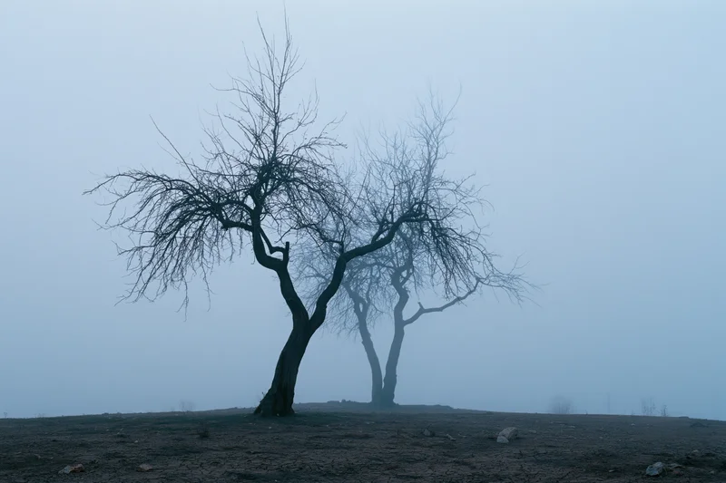 Bare trees standing in dense fog on a flat open field