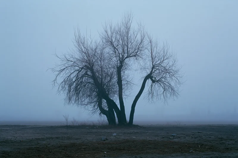 Bare leafless tree standing alone in dense fog on flat muddy ground