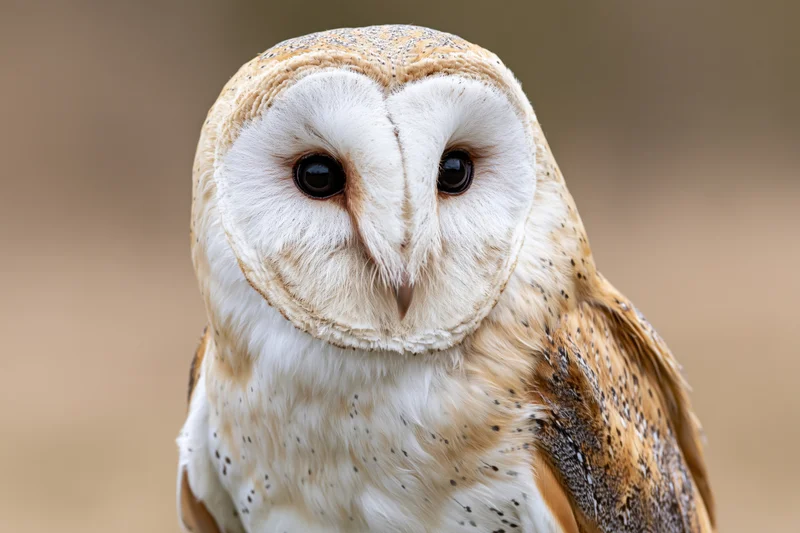 Barn owl facing camera in close-up portrait with heart-shaped face and dark eyes