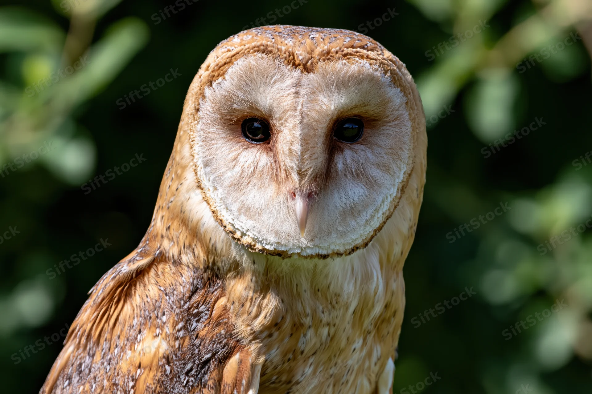 Barn owl facing forward in close-up portrait with blurred green foliage background