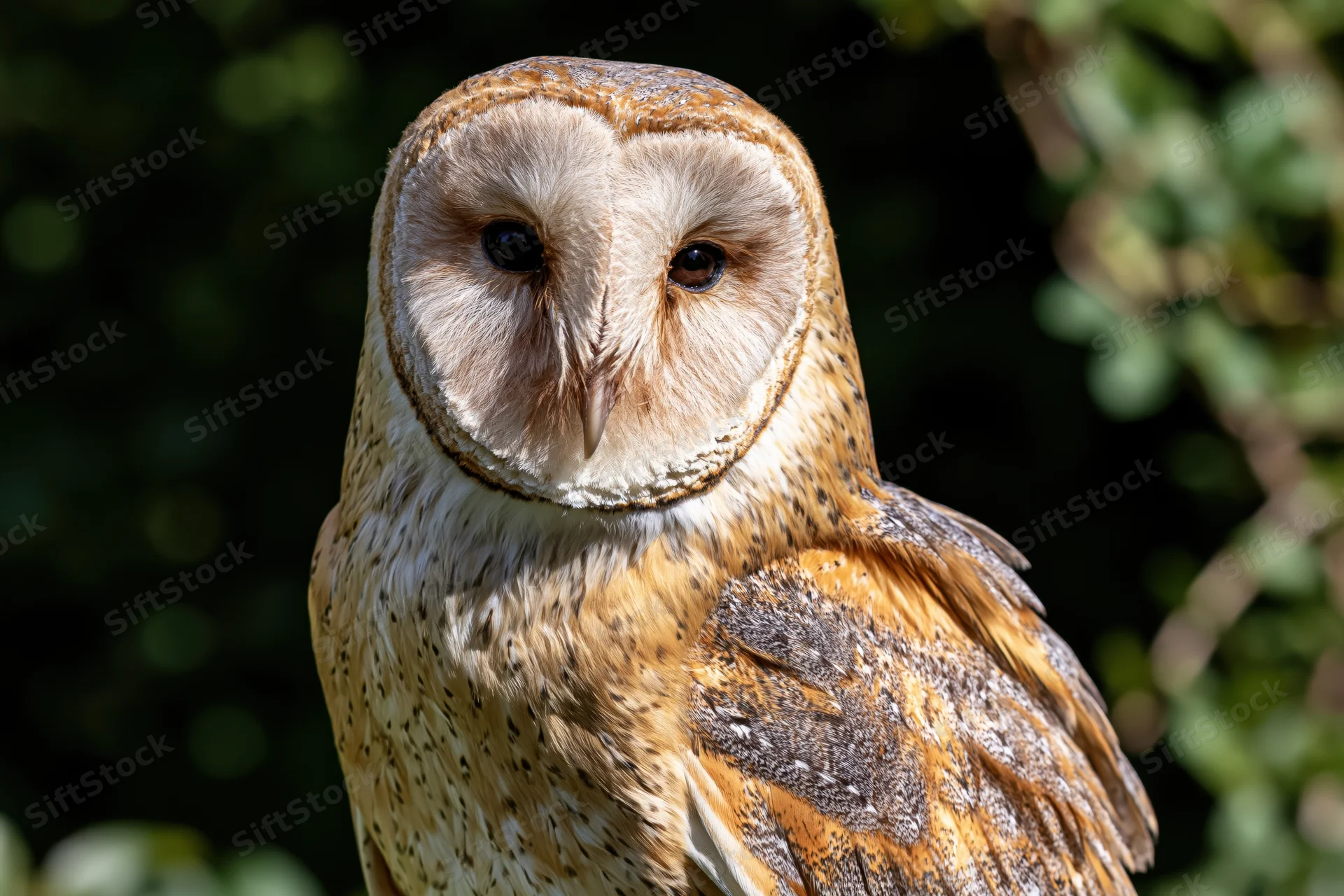 Barn owl facing forward in close-up portrait with round face and spotted feathers against green foliage background