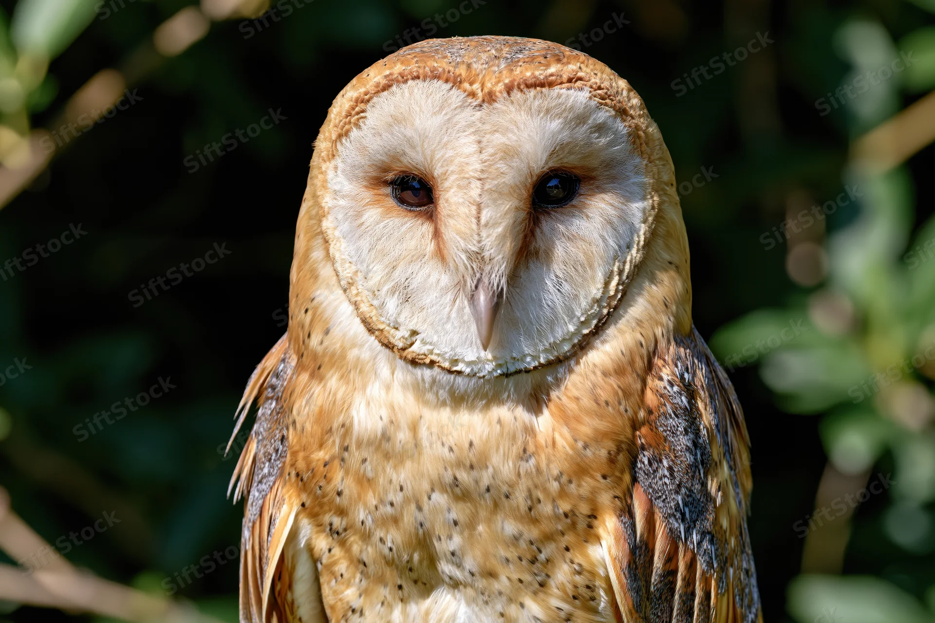 Barn owl facing forward in close-up portrait framed by green foliage