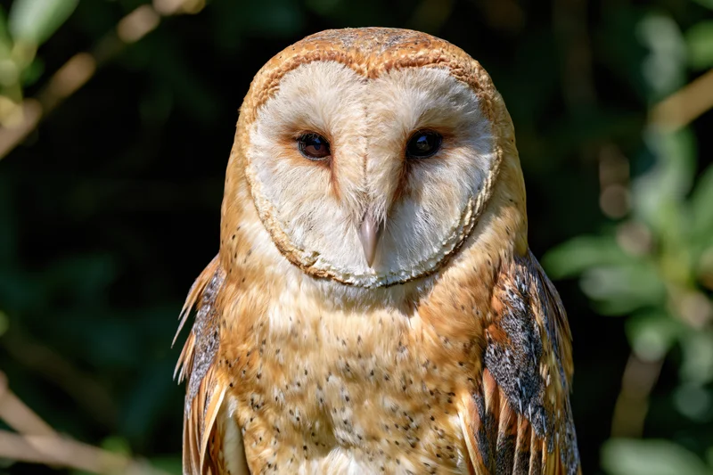 Barn owl facing forward in close-up portrait framed by green foliage