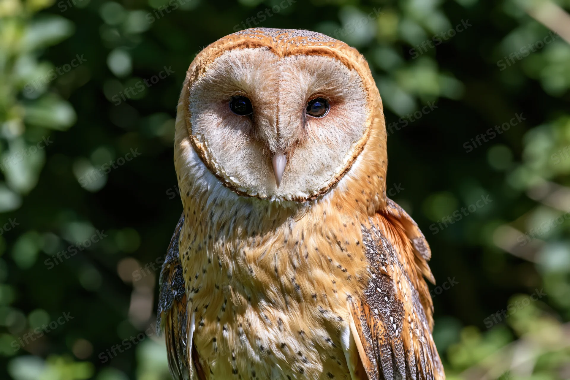 Barn owl facing forward in close-up portrait against green foliage background