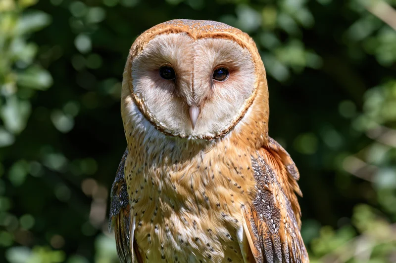Barn owl facing forward in close-up portrait against green foliage background