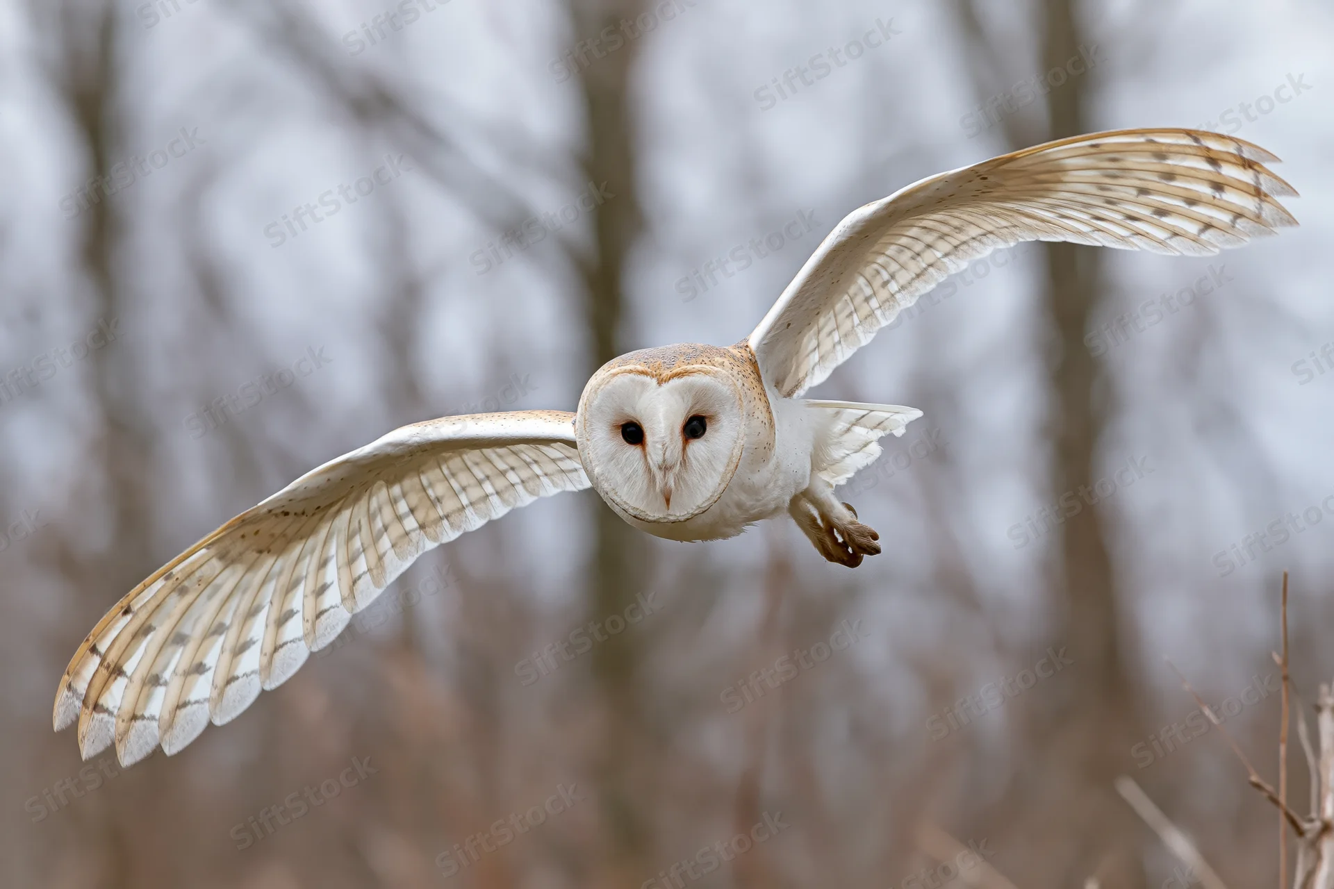 Barn owl flying directly toward camera with wings fully spread in forest setting