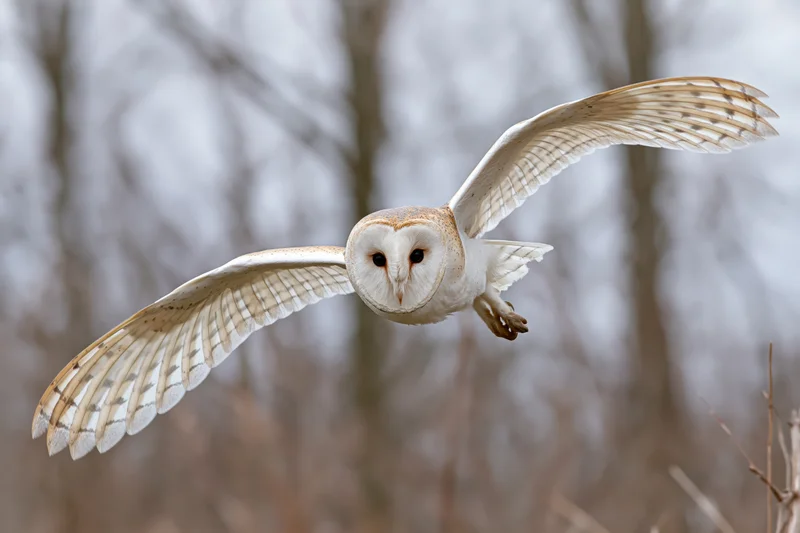 Barn owl flying directly toward camera with wings fully spread in forest setting