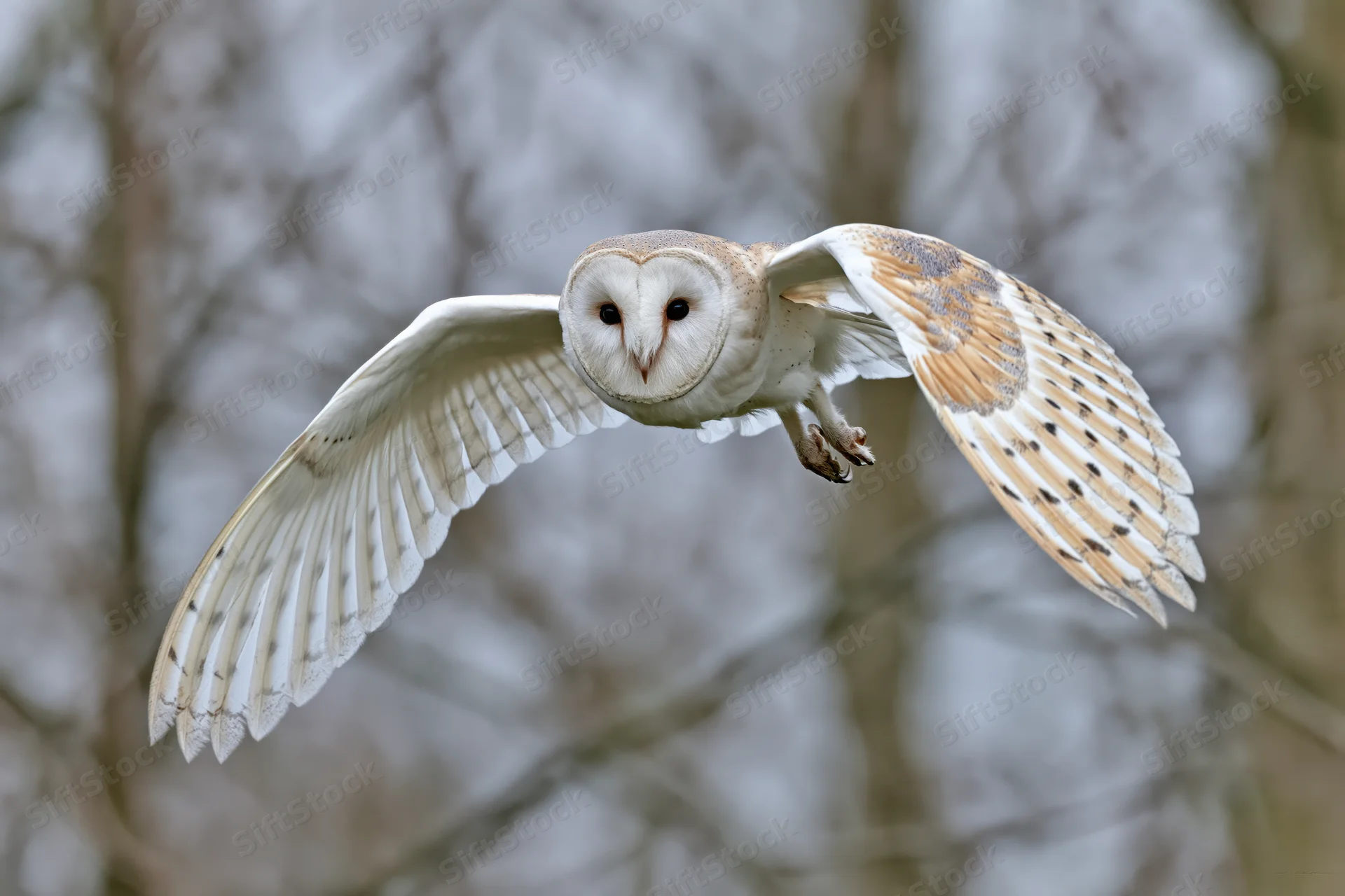 Barn owl flying directly toward camera with wings fully spread in forest setting