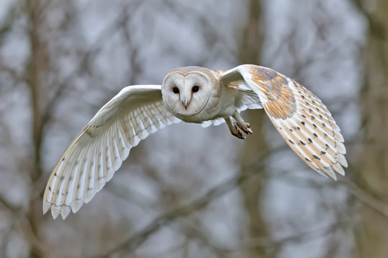 Barn owl flying directly toward camera with wings fully spread in forest setting
