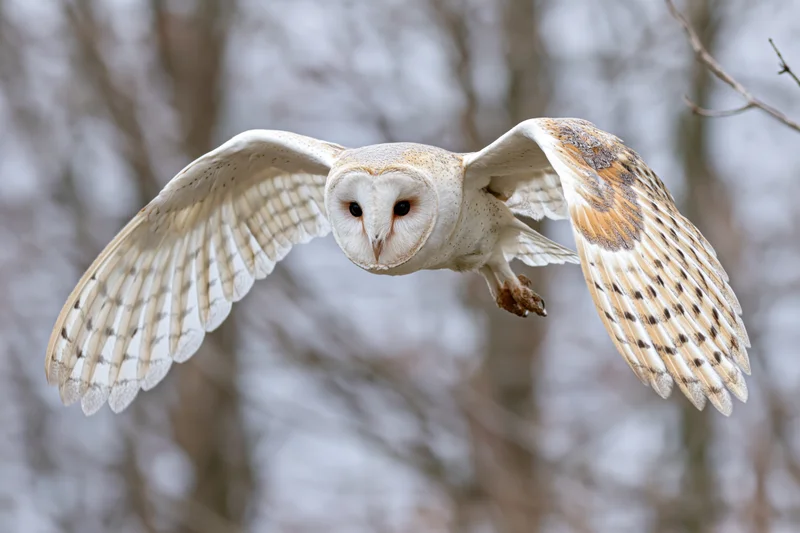 Barn owl flying directly toward camera with wings fully spread in forest setting
