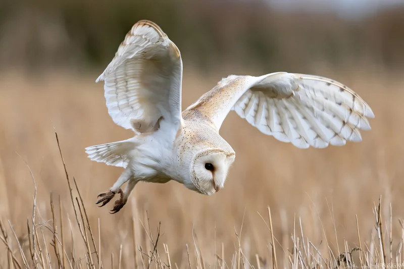 Barn owl diving with wings spread and talons extended over dry grass field