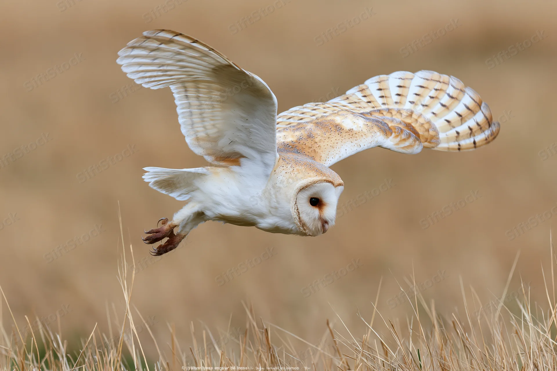 Barn owl diving with wings spread and talons extended over dry grass field