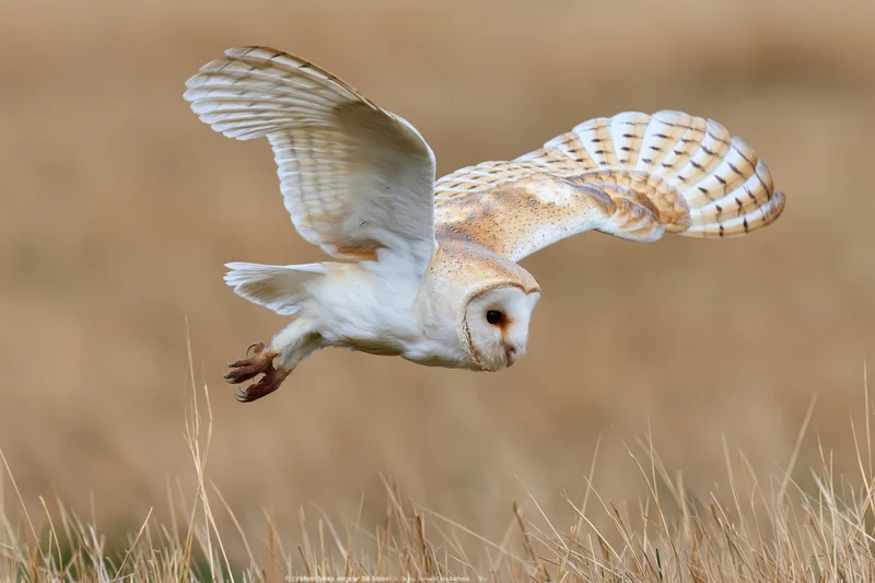 Barn owl diving with wings spread and talons extended over dry grass field