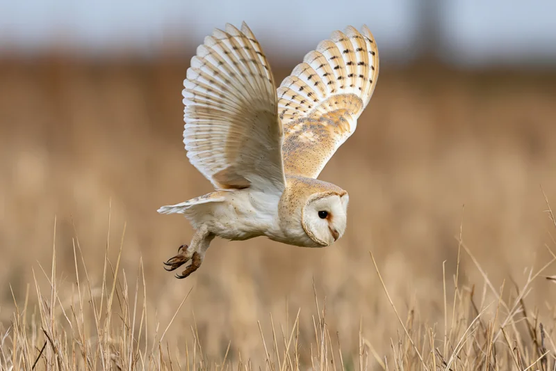 Barn owl diving with wings spread and talons extended over dry grass field