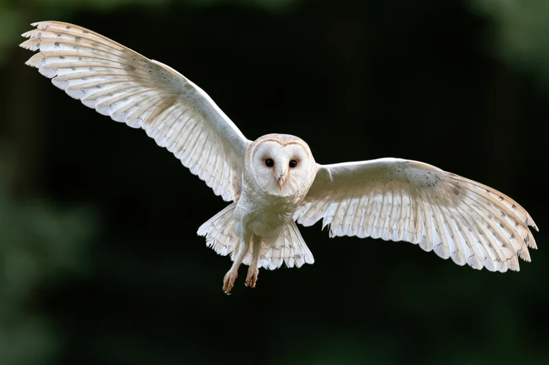 Barn owl in mid-flight with wings spread facing camera against dark forest background