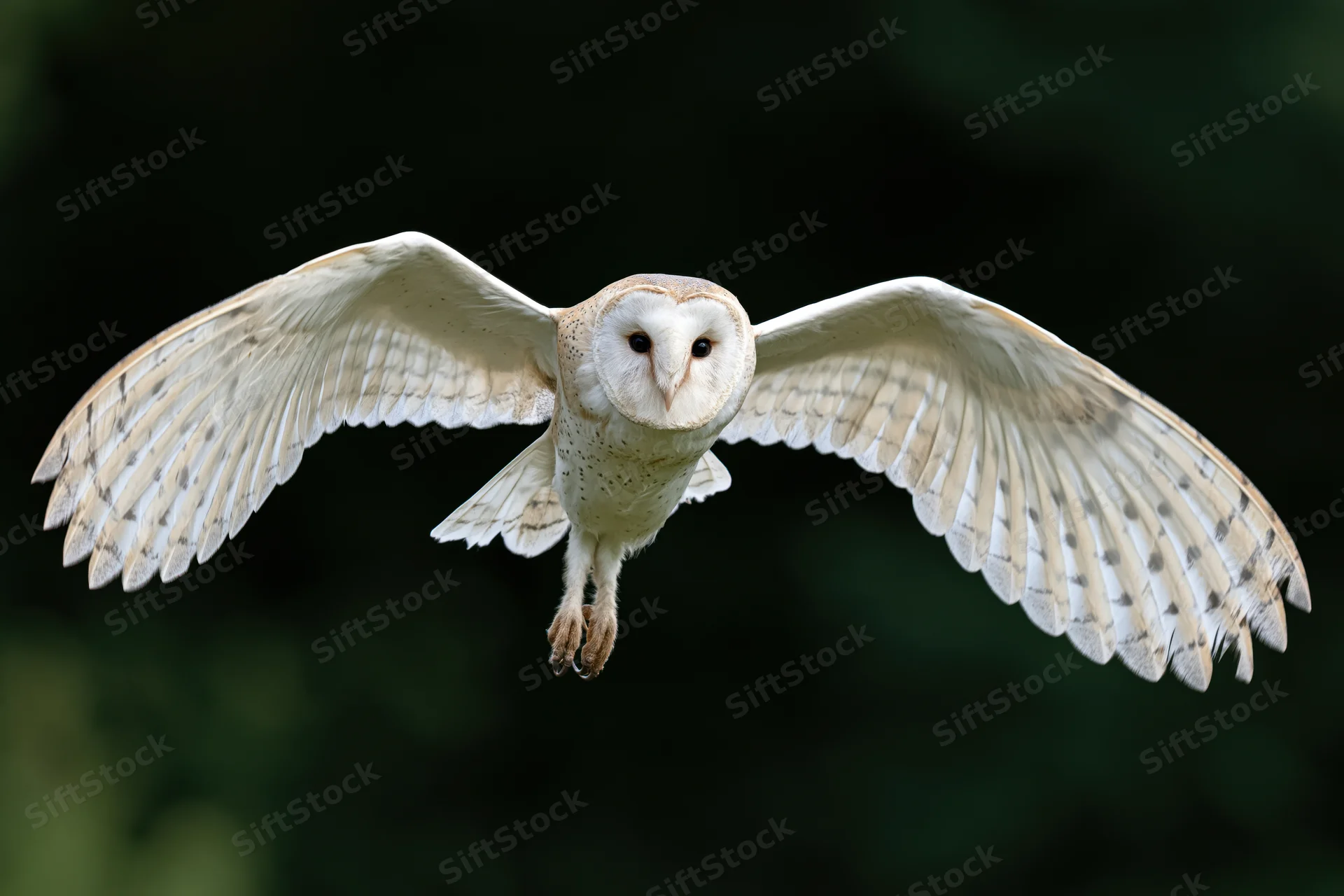 Barn owl in mid-flight with wings spread facing camera against dark forest background