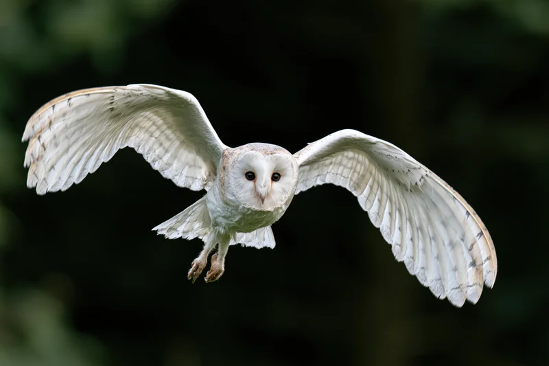 Barn owl in mid-flight with wings spread facing camera against dark forest background