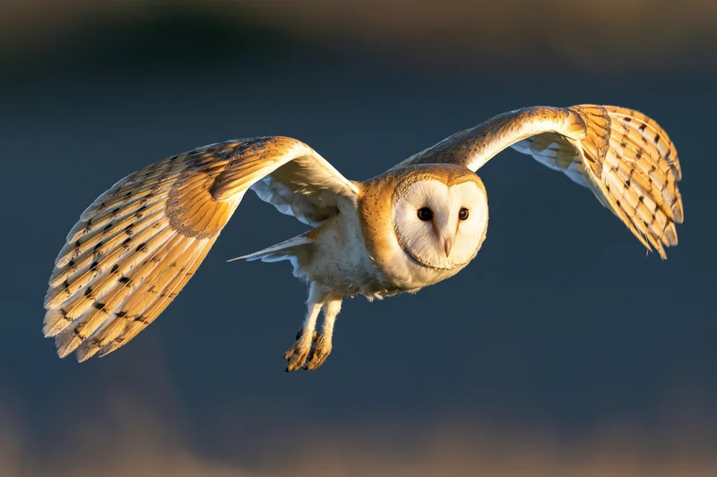 Barn owl in mid-flight with wings fully spread against a blurred twilight sky
