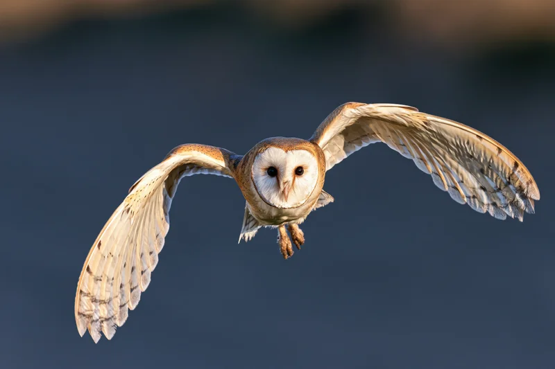 Barn owl in mid-flight with wings fully spread flying directly toward the camera against a dark sky