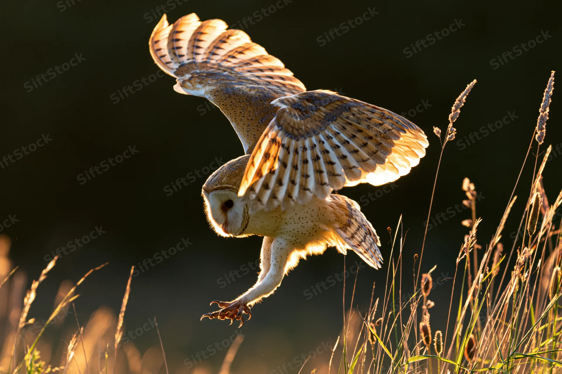 Barn owl in mid-flight with wings spread and talons extended over tall grass at golden hour
