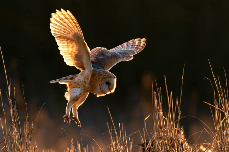 Barn owl in mid-flight with wings spread and talons extended over tall grass at golden hour