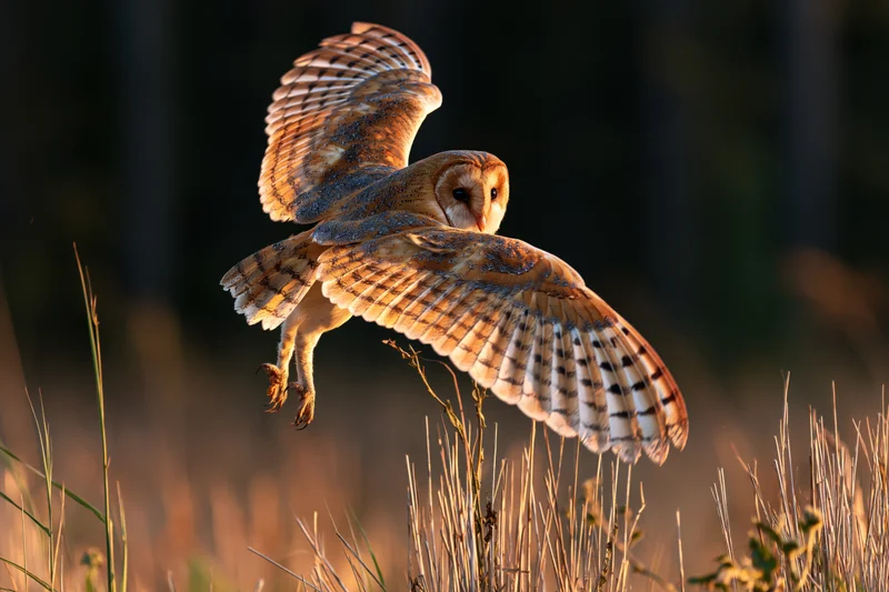 Barn owl in mid-flight with wings spread and talons extended over grassy field at golden hour