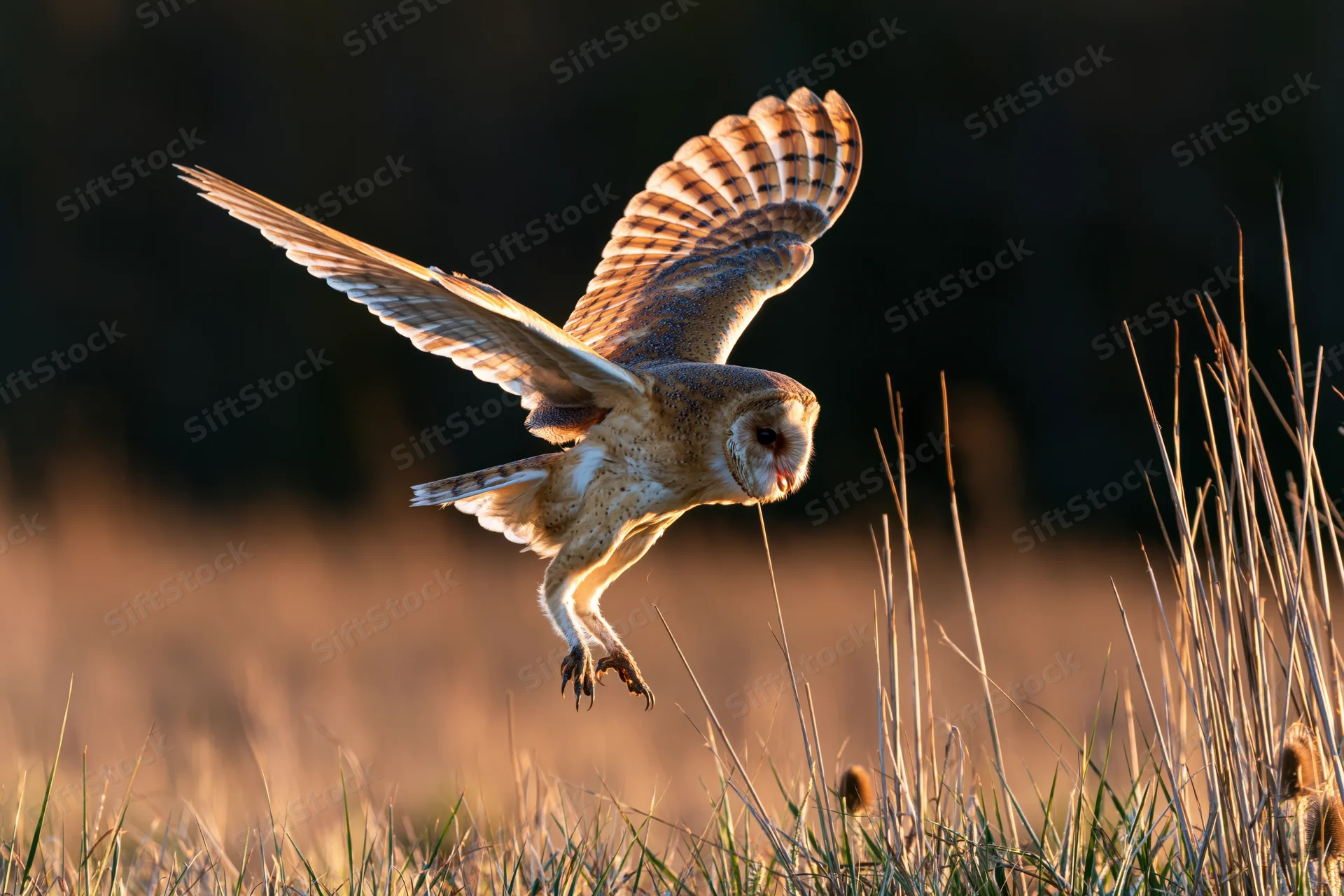 Barn owl in mid-flight with wings spread and talons extended over a grassy field at golden hour