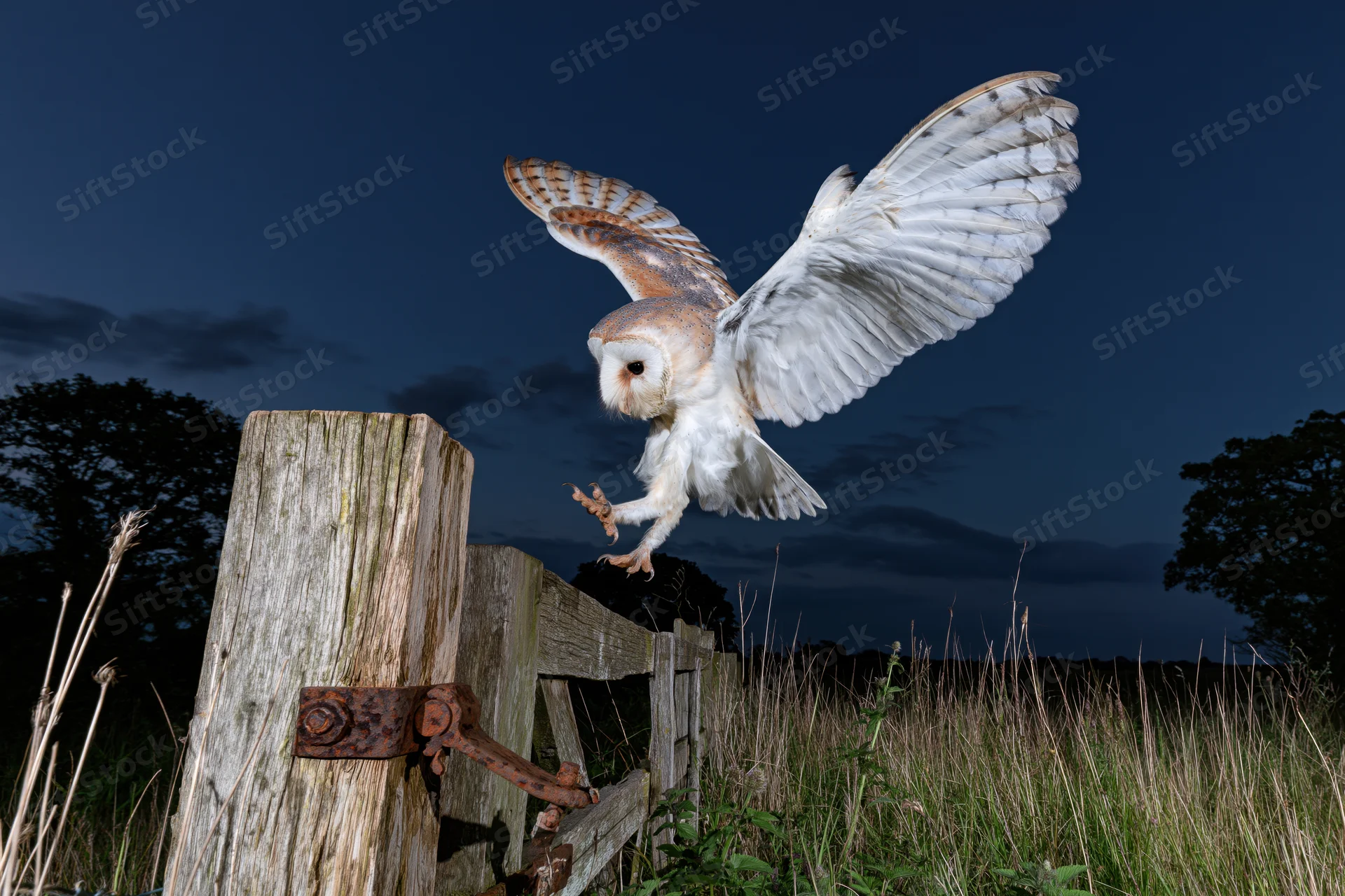 Barn owl in mid-flight with wings spread landing on wooden fence in rural field at night