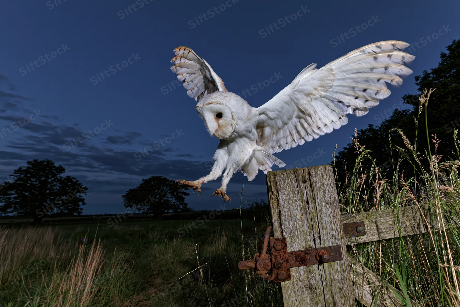 Barn owl in mid-flight with wings spread landing on wooden fence post in rural field at dusk