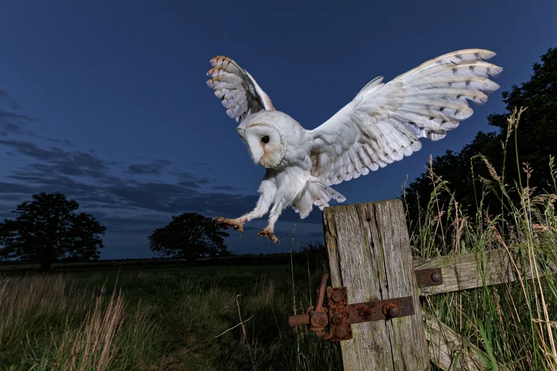 Barn owl in mid-flight with wings spread landing on wooden fence post in rural field at dusk