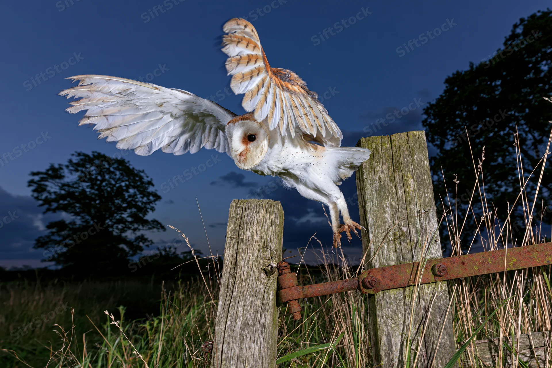 Barn owl in mid-flight with wings spread landing on wooden fence in rural field at dusk