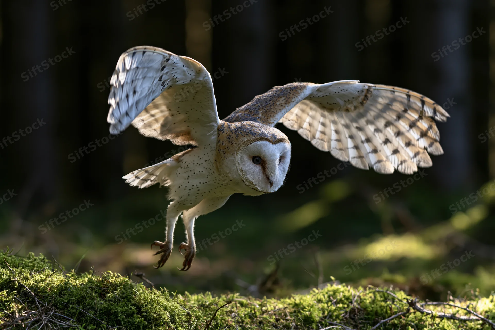 Barn owl in mid-flight with wings spread descending toward mossy ground in forest